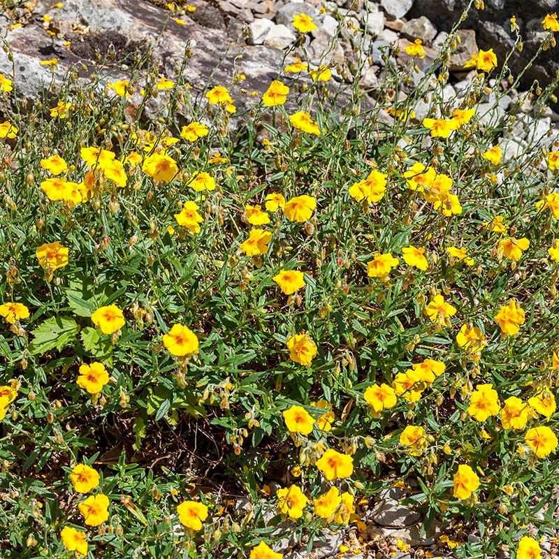 Coreopsis-companion Rock Rose (Helianthemum)