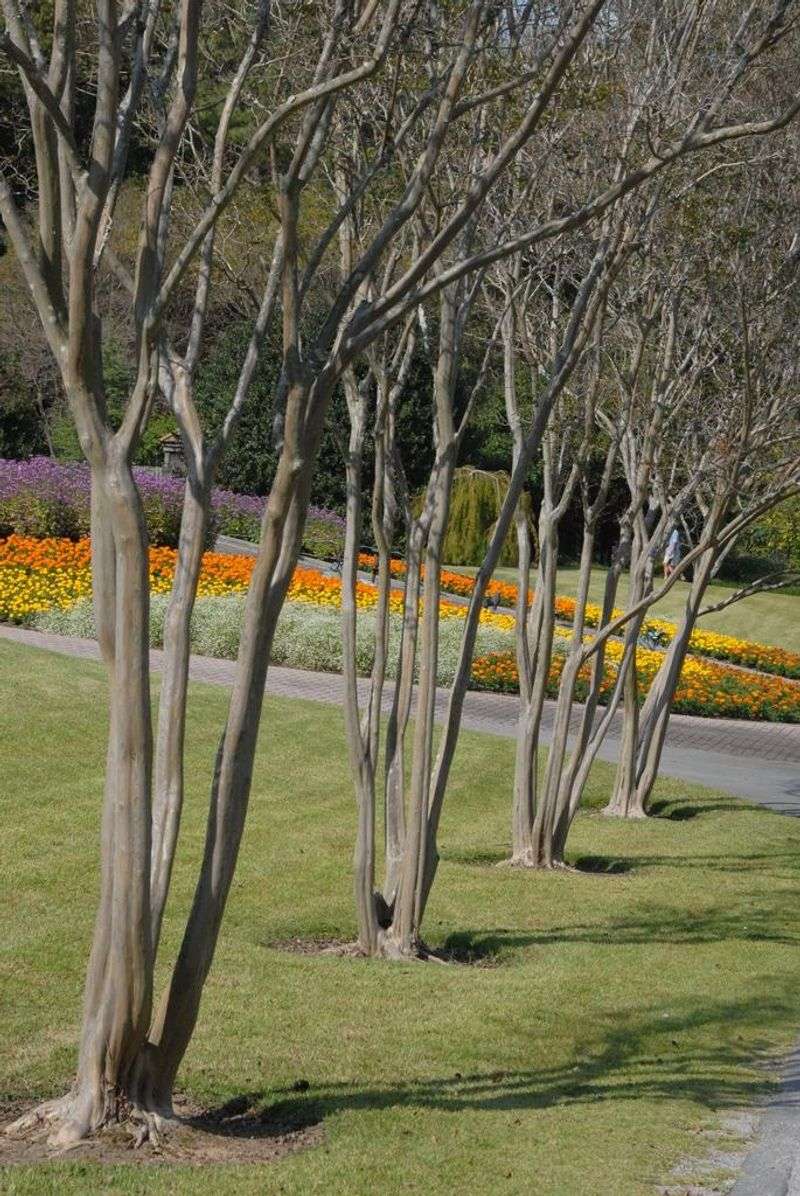 Prune for structure, not just tidiness