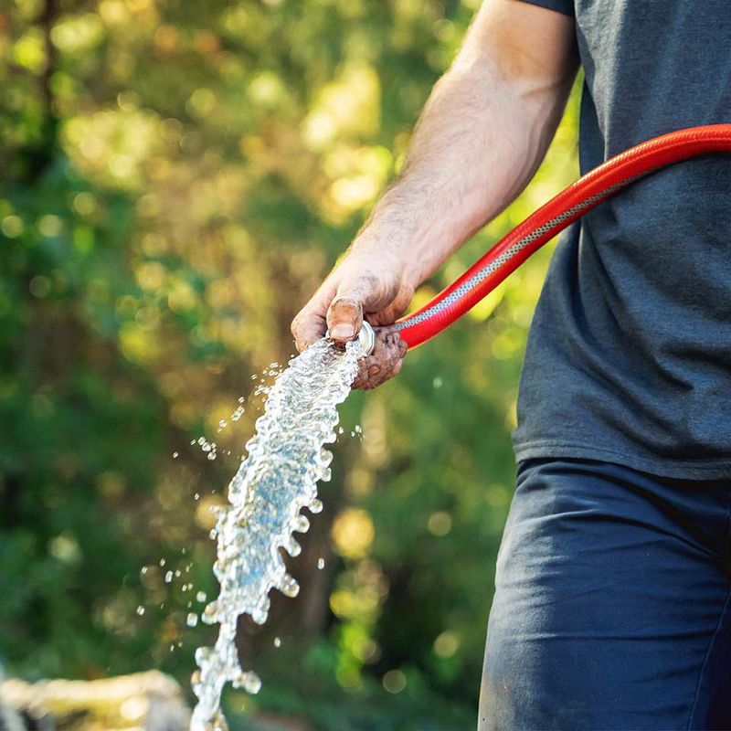 A persistent shrub still needs water while it establishes