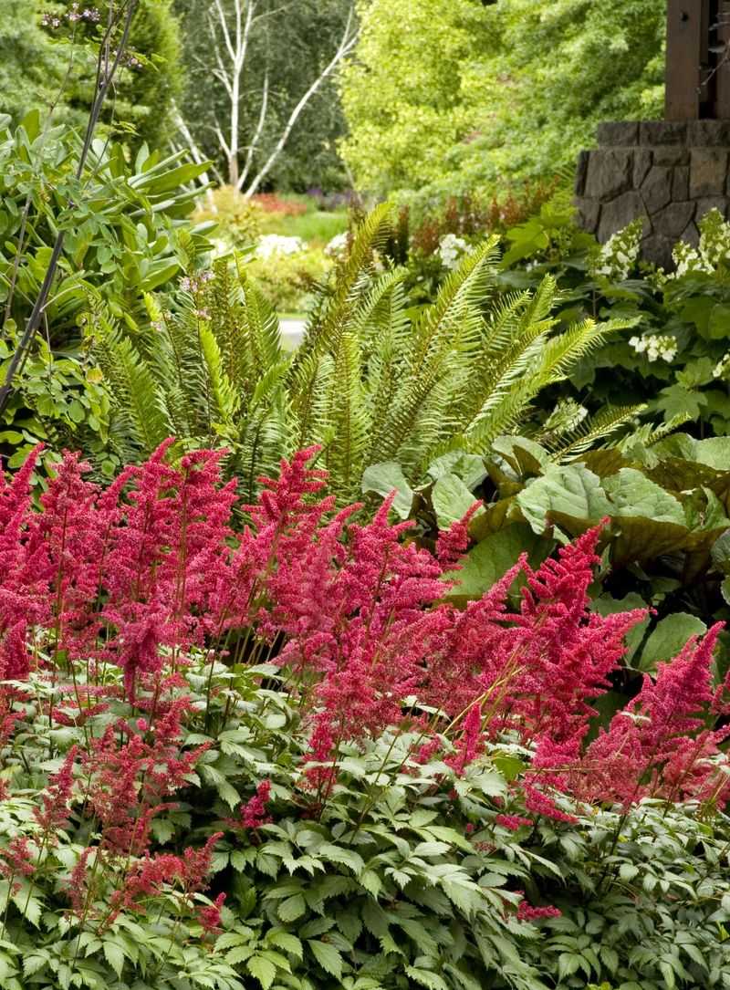 Astilbes