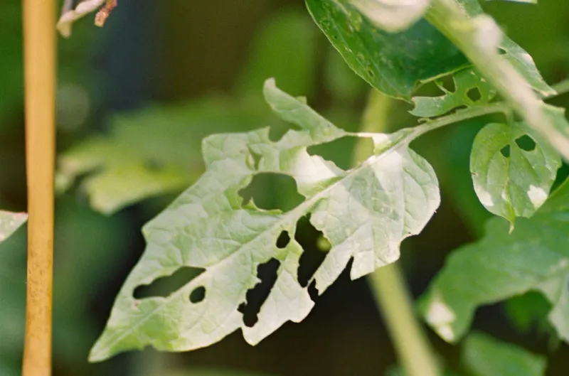 A Chewed Tomato Can Change the Air Around It