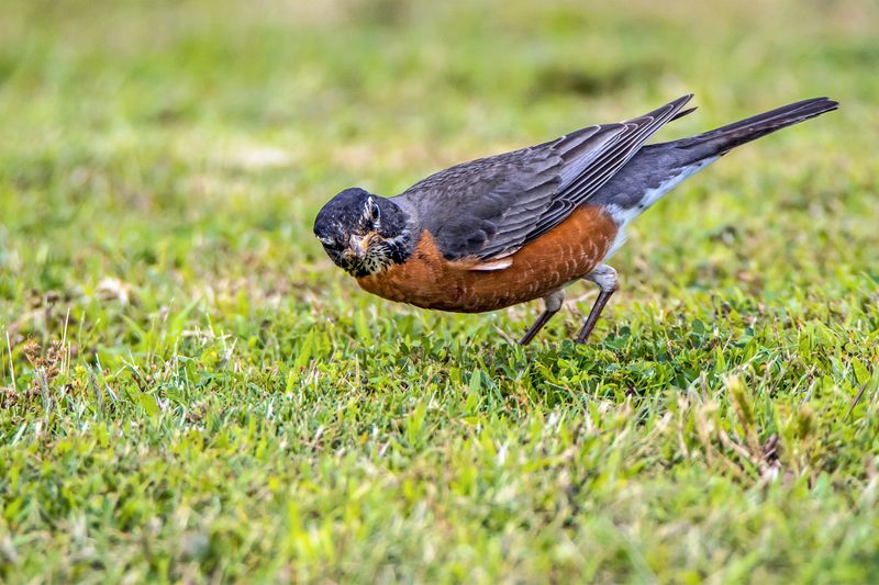 American Robin