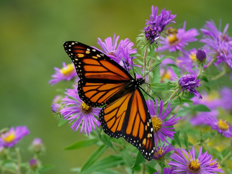 Asters