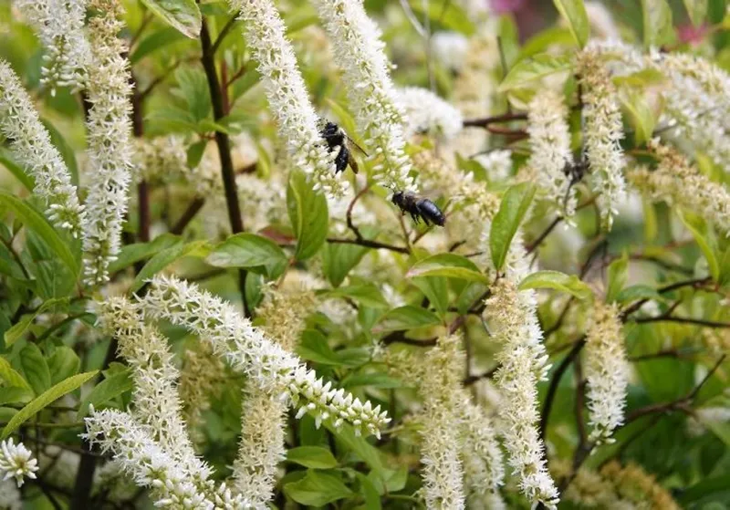 Spring flowers and seeds add wildlife value