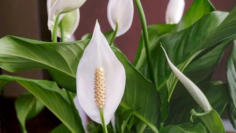 Correct the cause and protect new growth