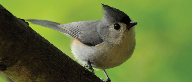 Tufted Titmice