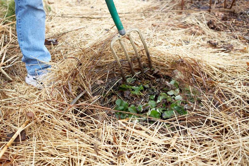 A Thick Blanket of Clean Straw Mulch