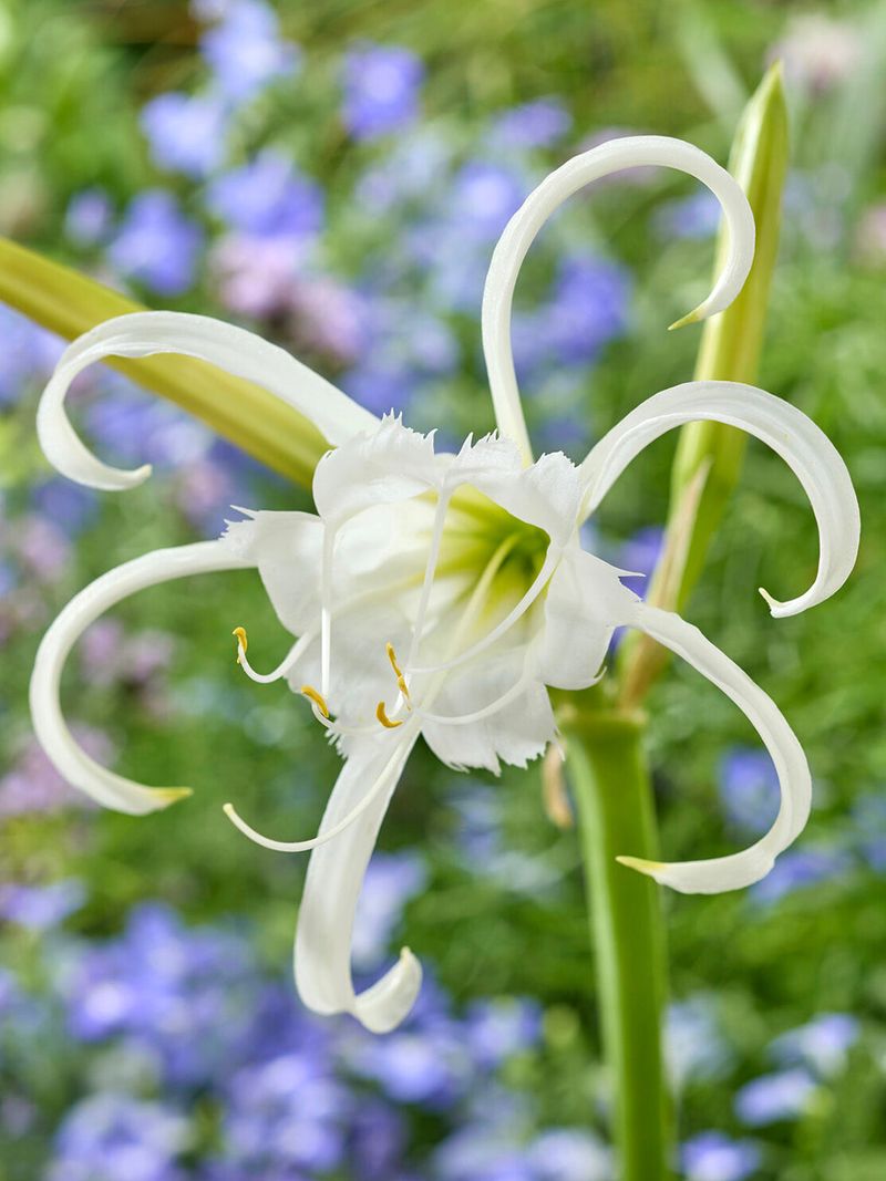 Peruvian Daffodil