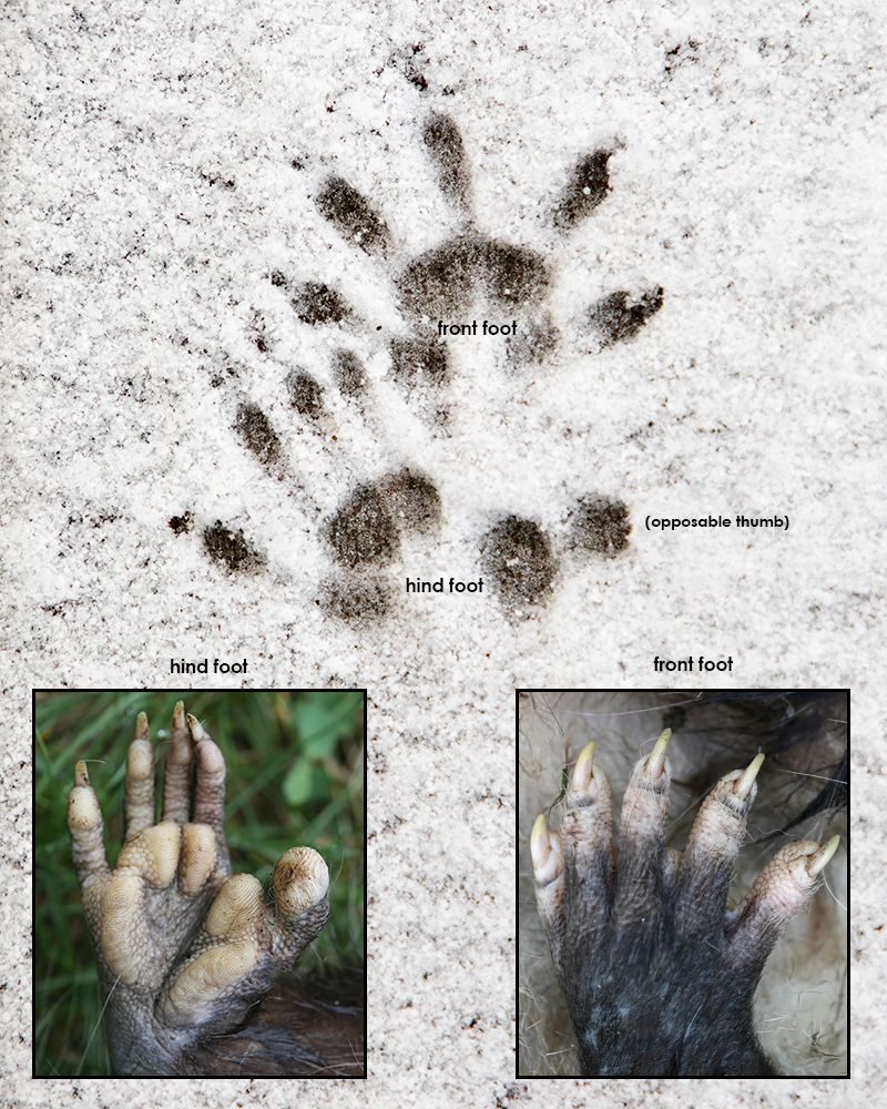 The separated hind-foot thumb is the opossum clue