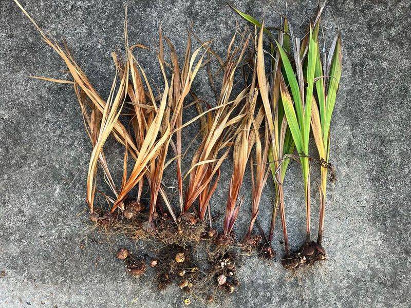 Use foliage maturity and the forecast to choose digging day