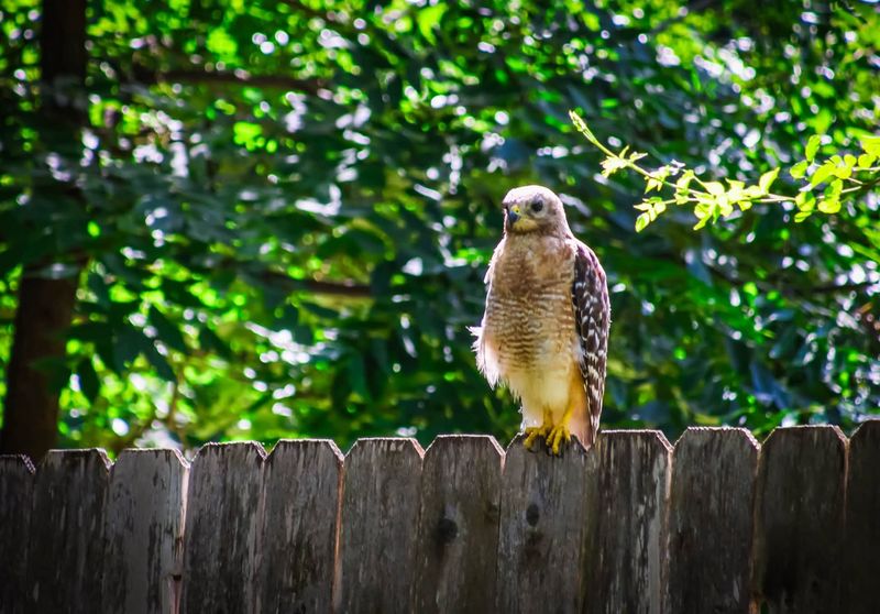Your yard is offering a hawk a workable hunting route