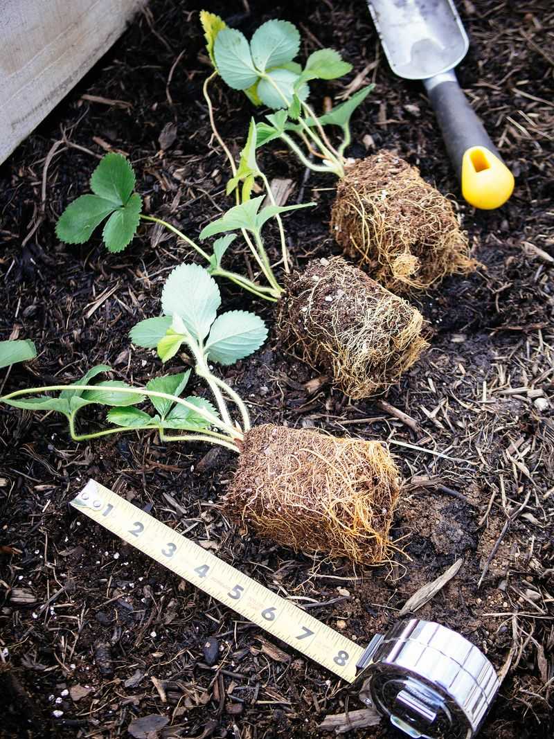 Space Plants 12 to 18 Inches Apart