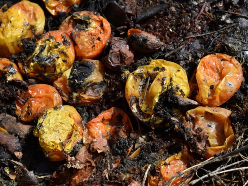 Composting Diseased Plant Debris Back Into The Garden