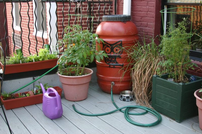 Keep roof runoff off edible leaves