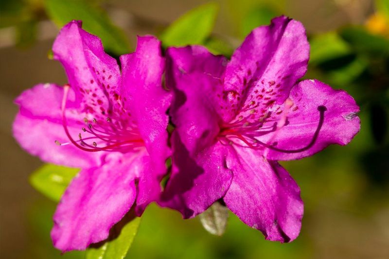 Azaleas