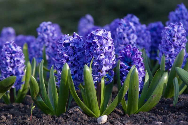Hyacinths