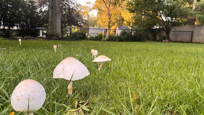 Mushrooms are yard clues, not soil reports