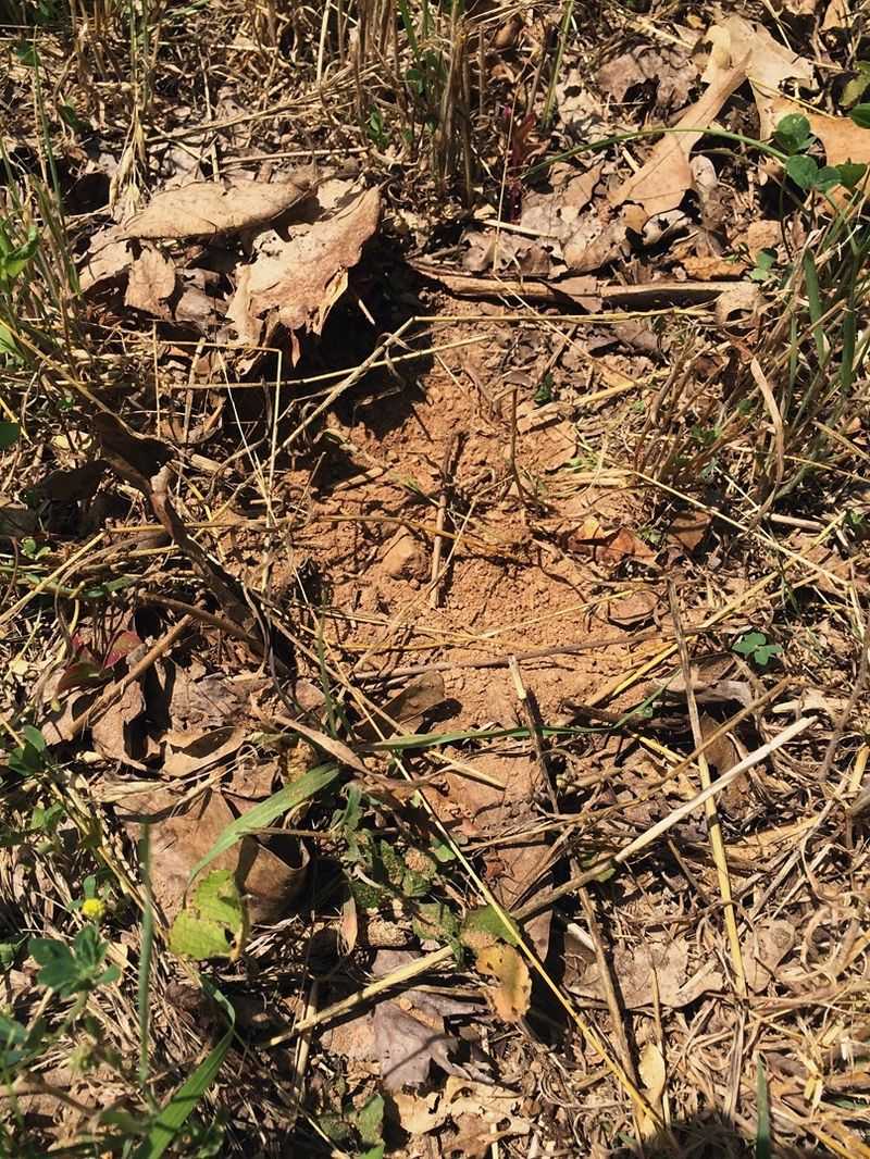 Cutting Back Every Bed to Bare Soil