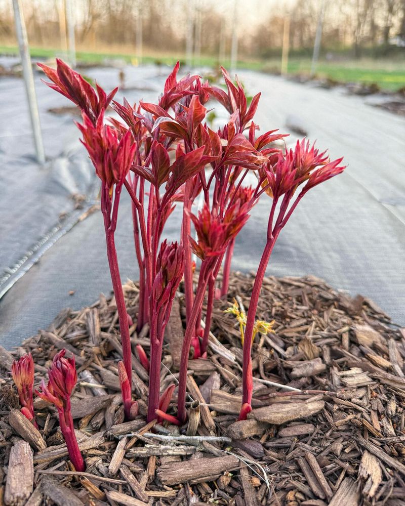 Mulch Young Plants Loosely