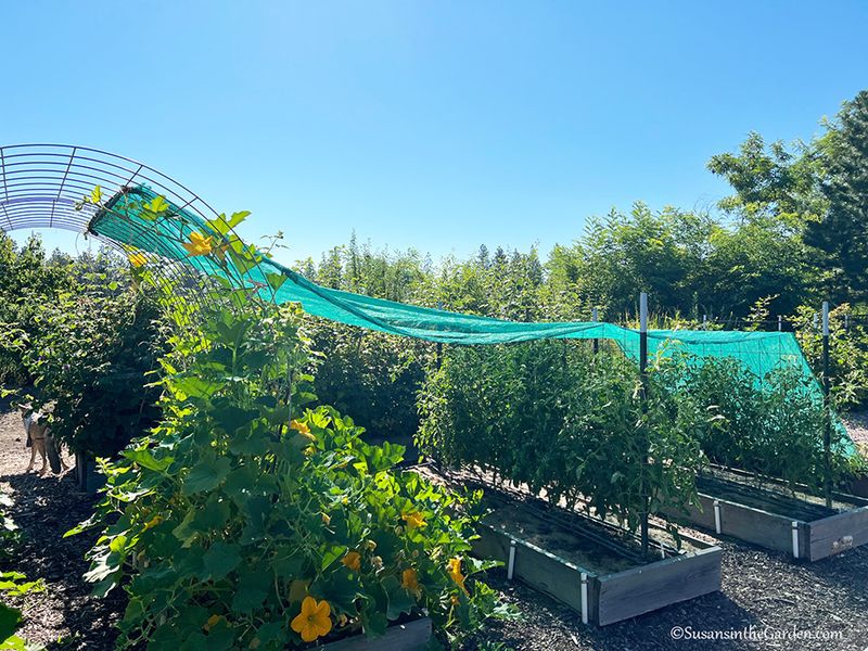 High Temperatures And Heat Stress