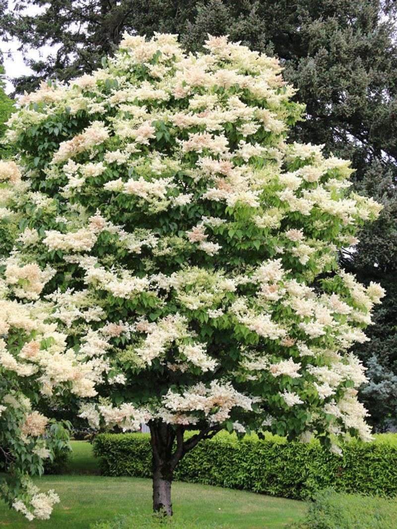 Japanese Tree Lilac (Syringa reticulata)