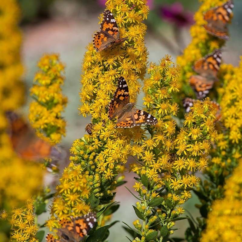 Goldenrod