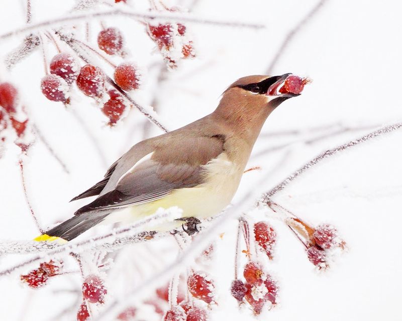 Leave these bird and berry myths behind
