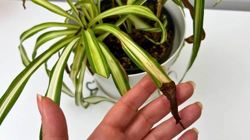 Brown tips usually signal stress—not proof your spider plant is dying