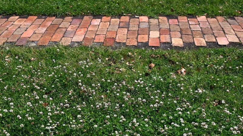 Decide whether clover fits your lawn