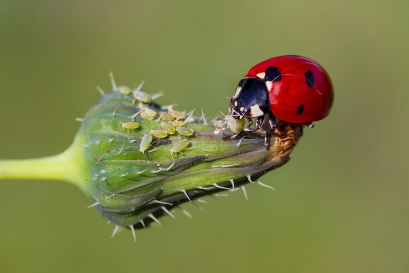 Ladybugs