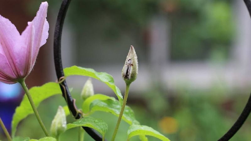 Be Patient with Young Plants