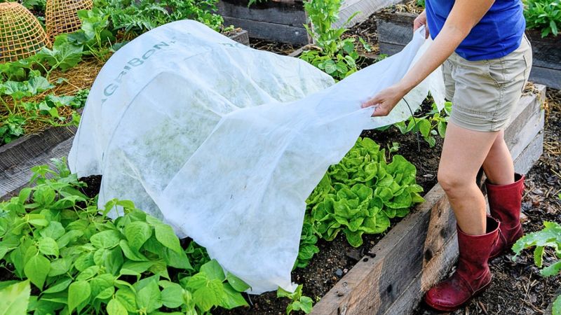 Protect young fall crops from drought, heat, and pests