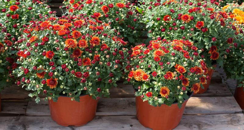 Potted mums need a separate winter plan
