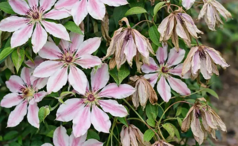 Treat sudden stem collapse as a separate problem
