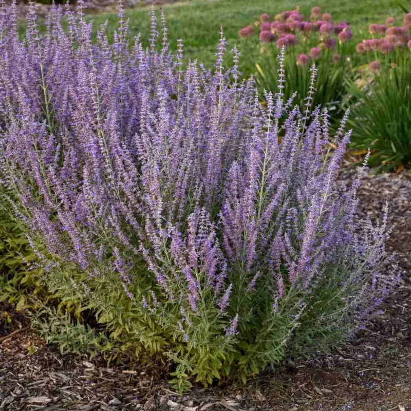 Russian Sage (Perovskia atriplicifolia)