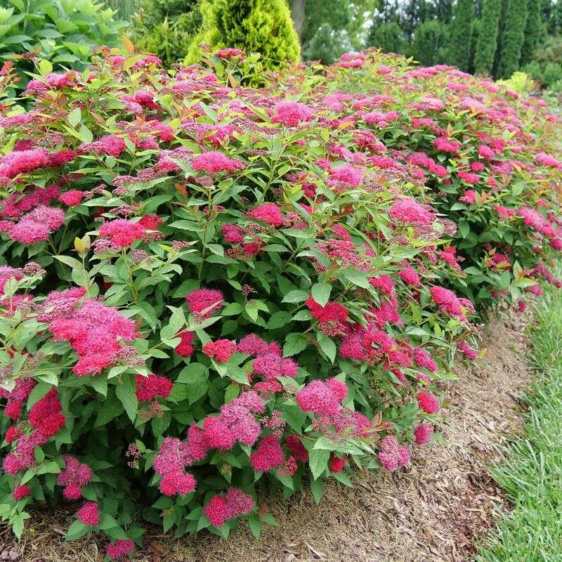 Spirea
