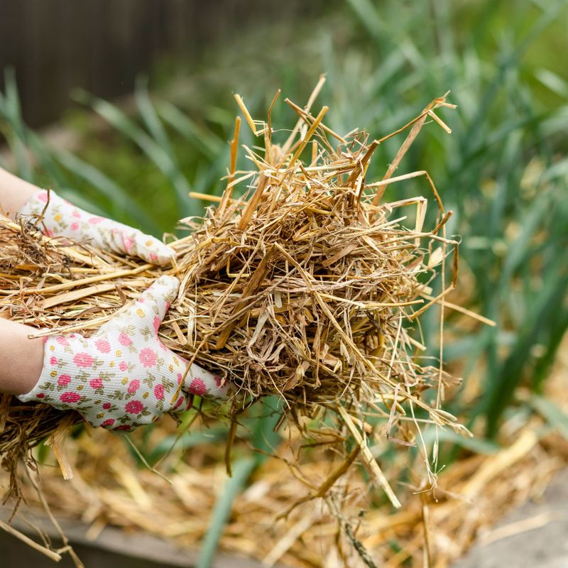 Plant sound cloves, then protect the bed through winter