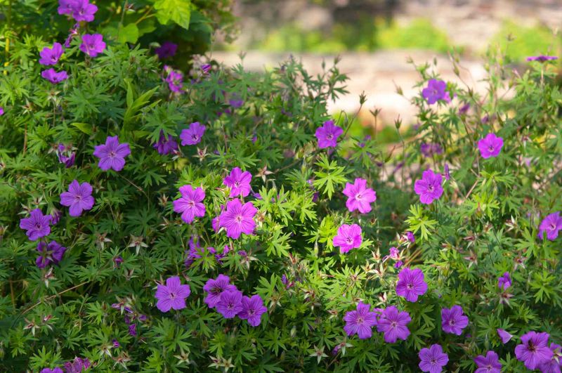 Hardy Geraniums