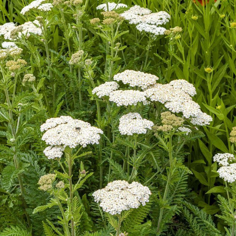 Yarrow (Achillea millefolium)