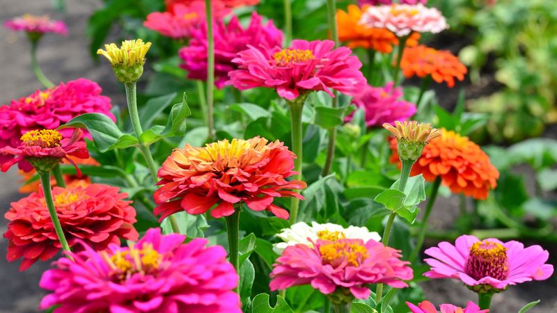 Zinnias