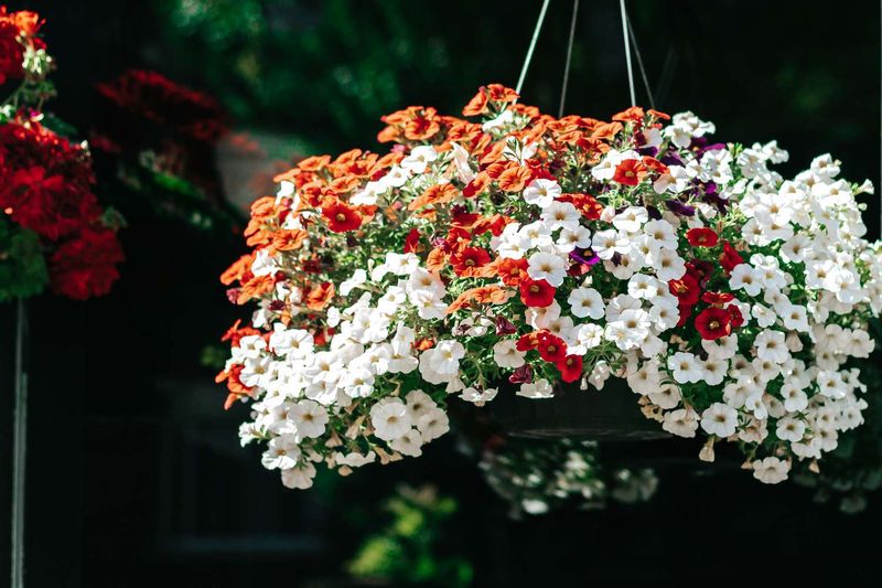 Calibrachoa (Million Bells)