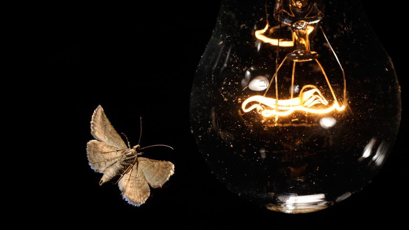 Artificial light probably brought the moth to your door