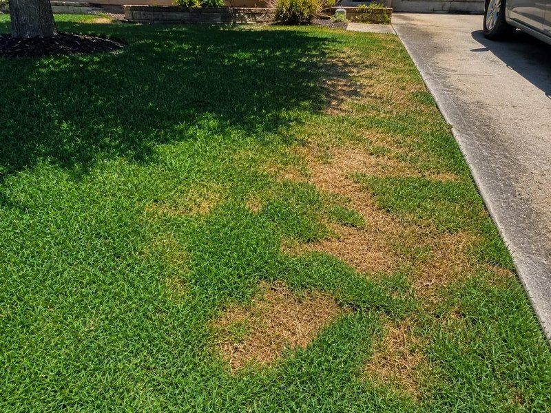 Start with the lawn, not the flowers