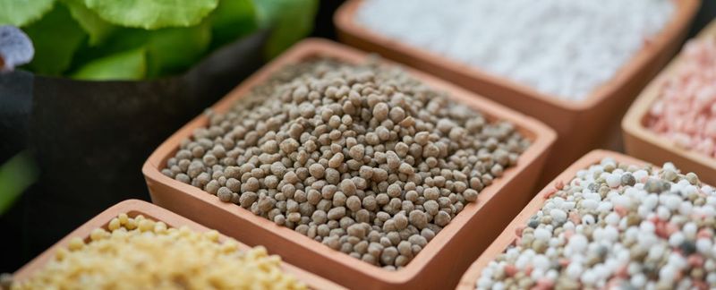 Fertilizer supports a plan but cannot switch on blooms