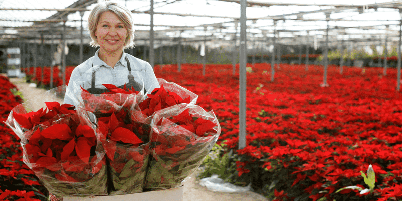 Cold exposure on the ride home can damage a poinsettia