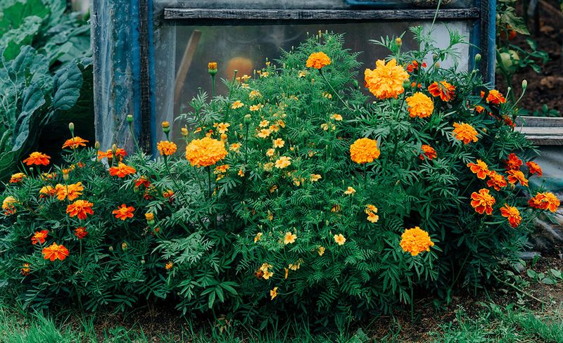 Marigolds