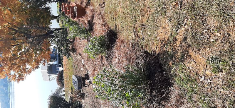 Give the hedge room to establish and mature