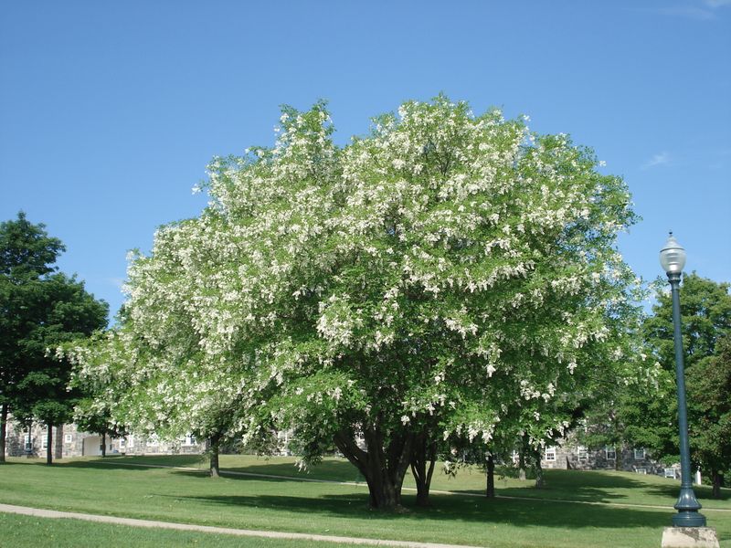 Yellowwood (Cladrastis kentukea)
