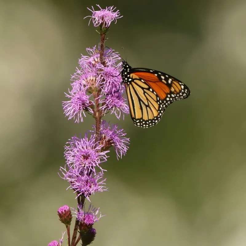 Blazing Star (Liatris spp.)