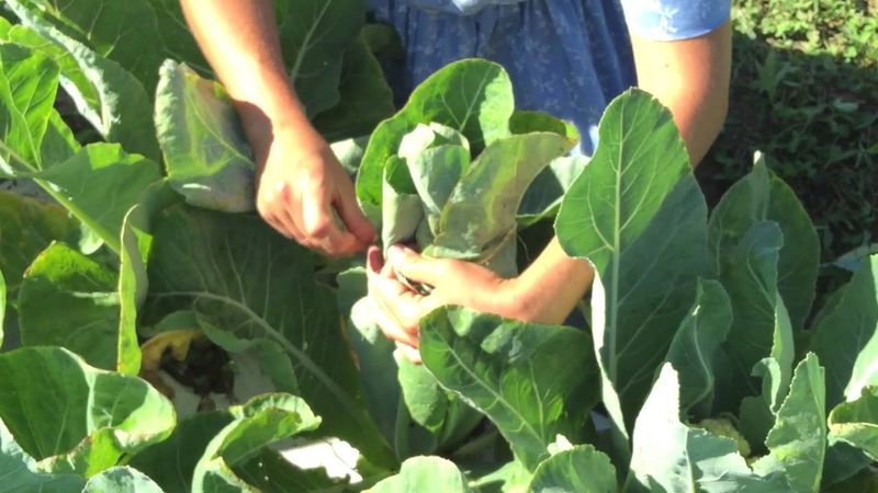Tie the leaves when the curd is about 2–3 inches wide